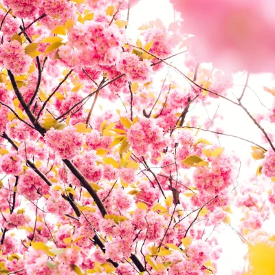 Roze-boom-1.webp Herstel bij eetstoornissen